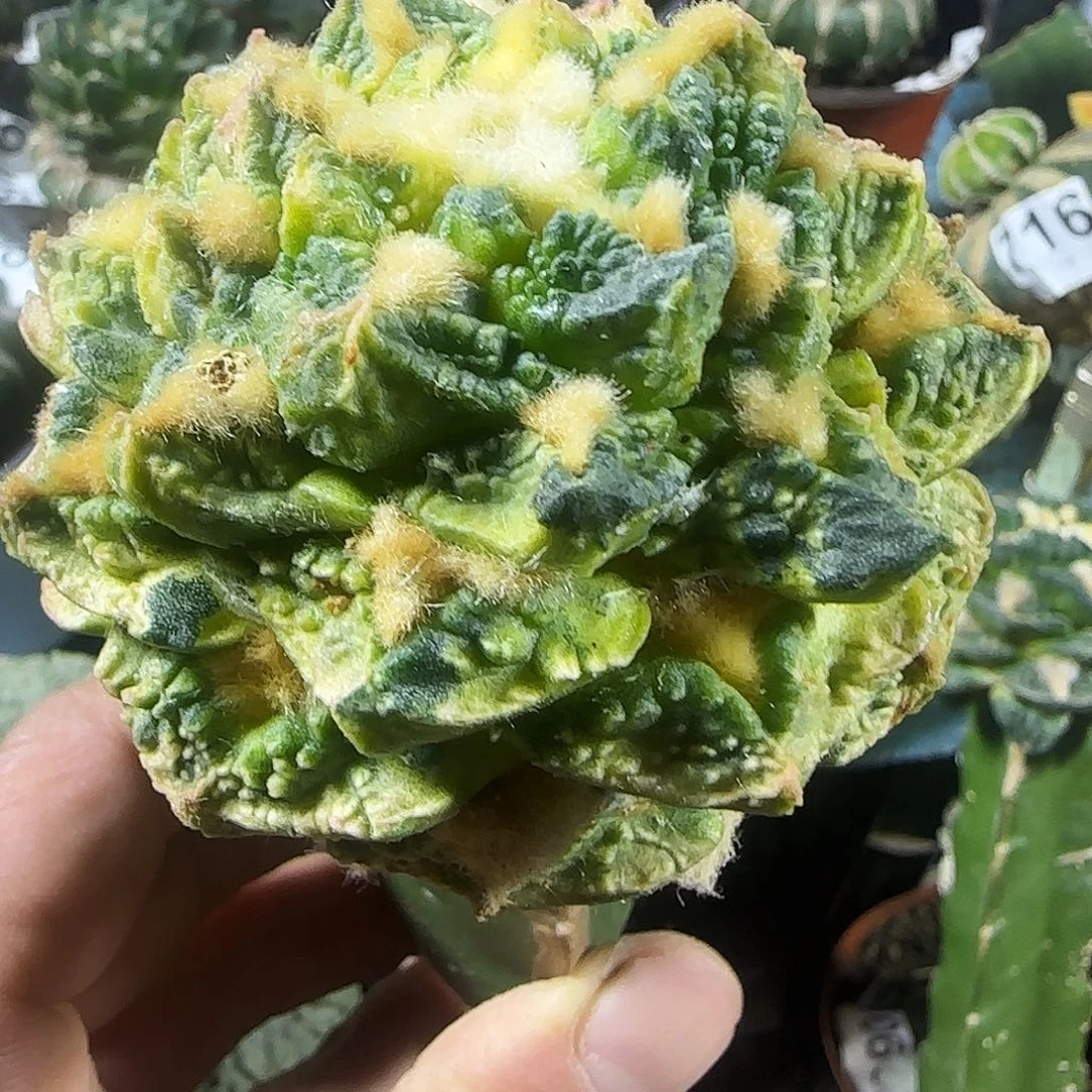 钩尤龟甲花锦863仙人球