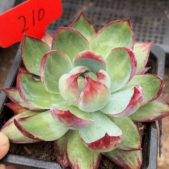 惊鸿一物一拍包装收缩花旱210