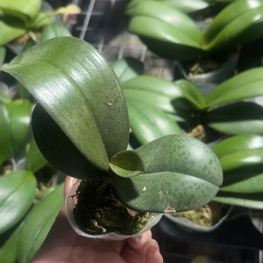 当前无花栽培后可以开花槟榔西施1.7苗福利不售后