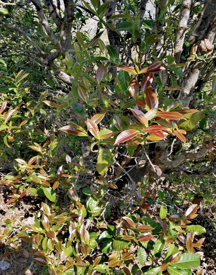 2025年 紫芽 普洱茶 生茶