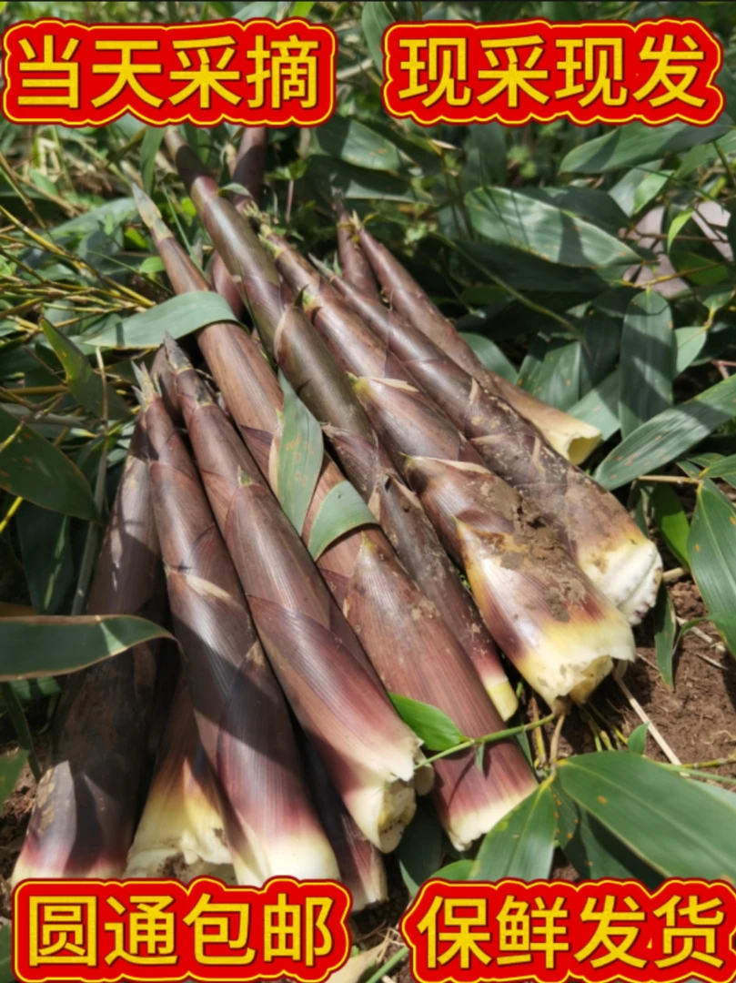 河南信阳野生竹笋现采现发（保鲜发货）