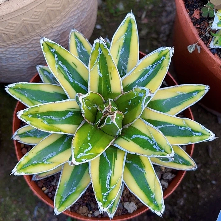 完全开放辉山龙舌兰带盆14cm