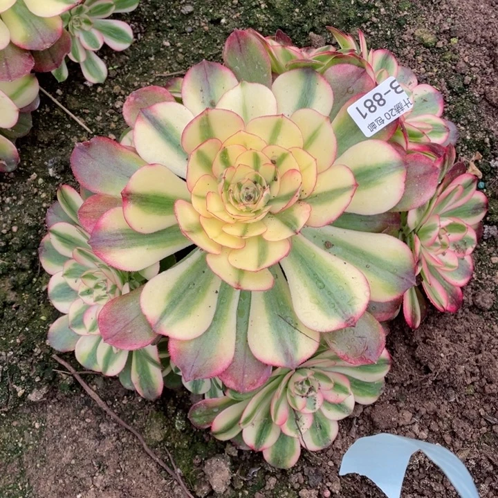 881荔枝多肉123455788