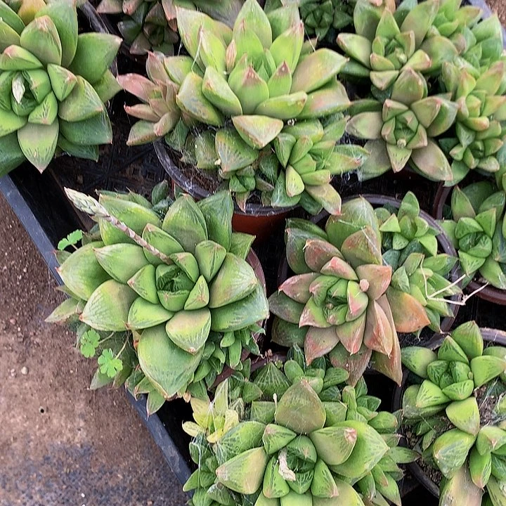 玉露寿3个，000000