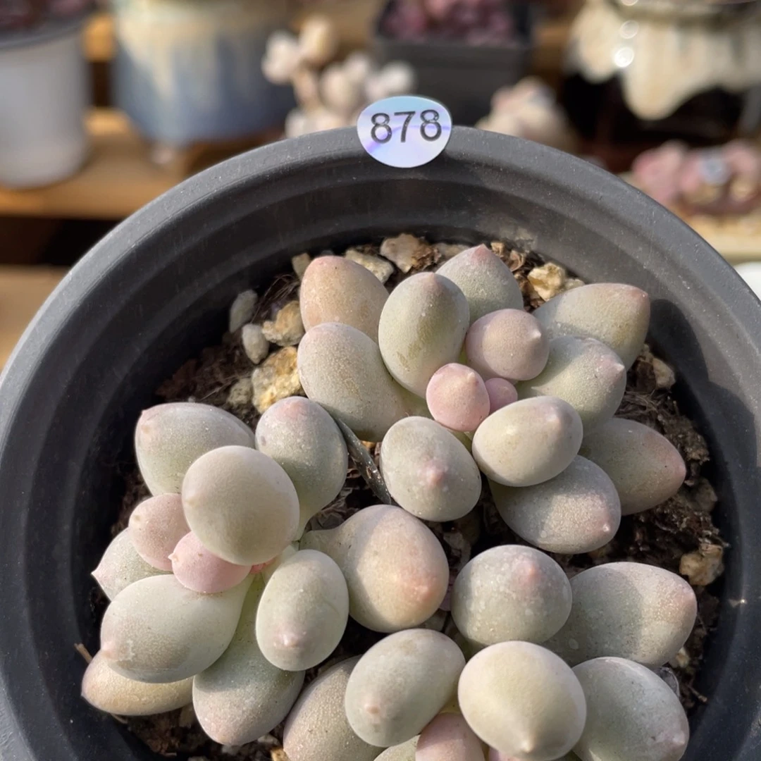 溜溜球奶酪多肉植物