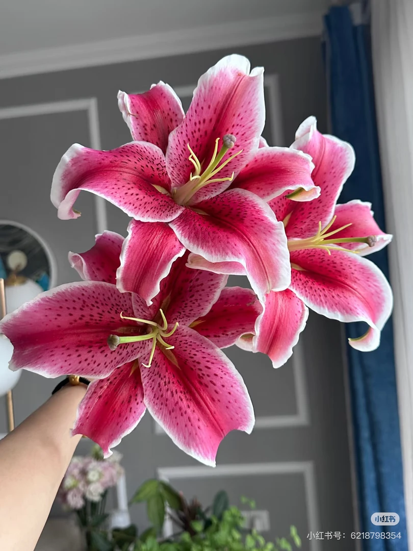 A级黑美人6-8个花头-中香型百合