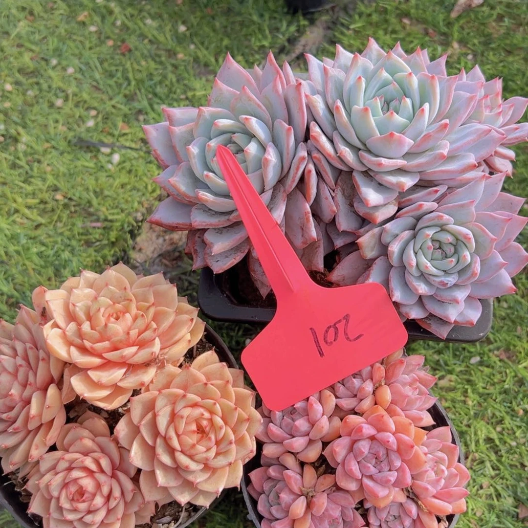 心*香玉的故事是一个人的故事