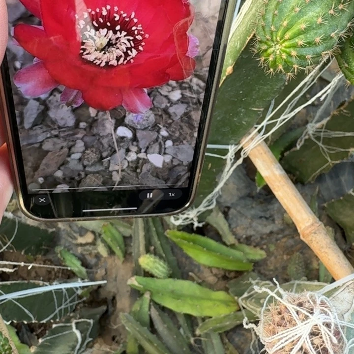 236白檀血色歪无根侧牙3个