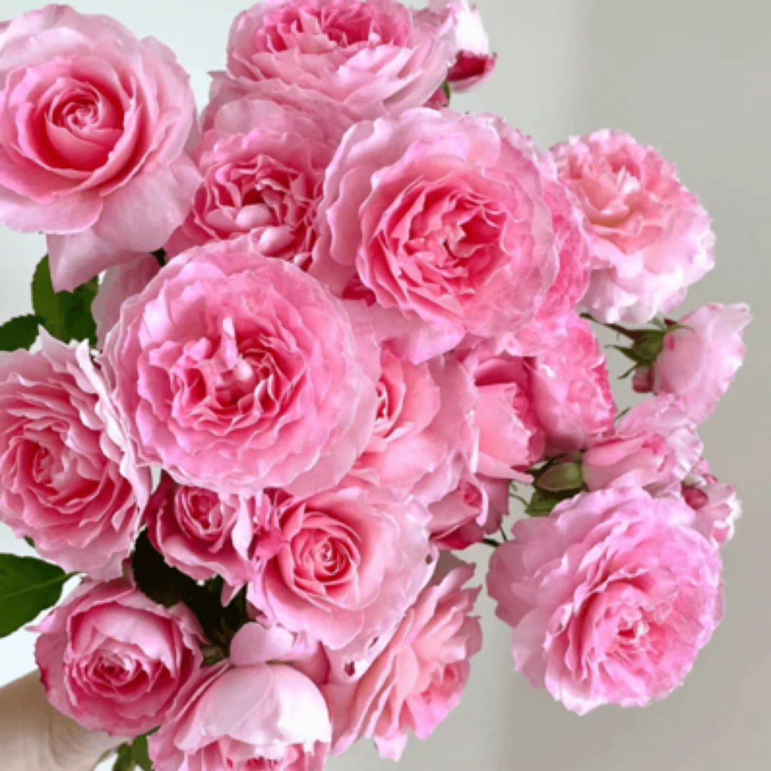 【海神王】180盆 牡丹花型大花 多季节开花 阳台庭院楼顶盆栽花卉