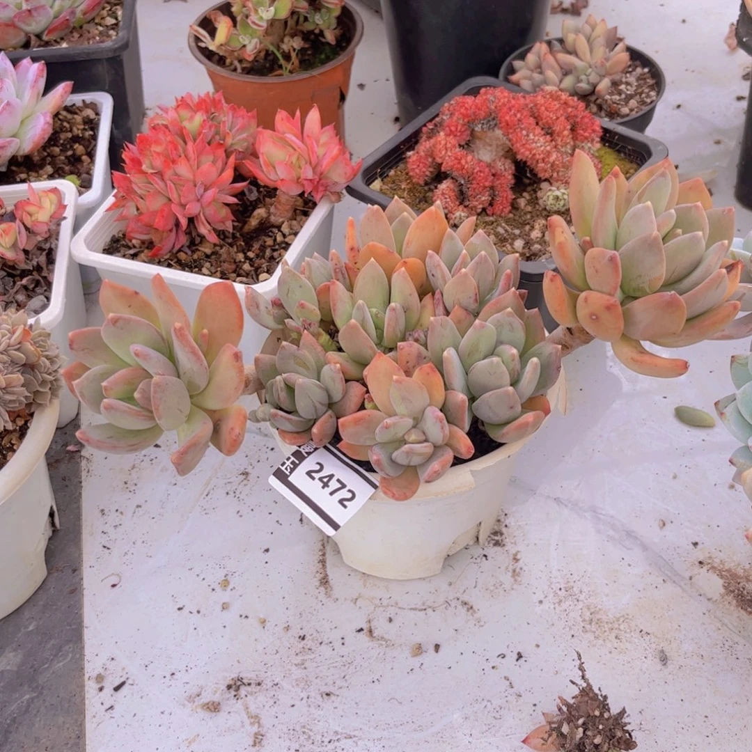 海洋之心多肉植物2472