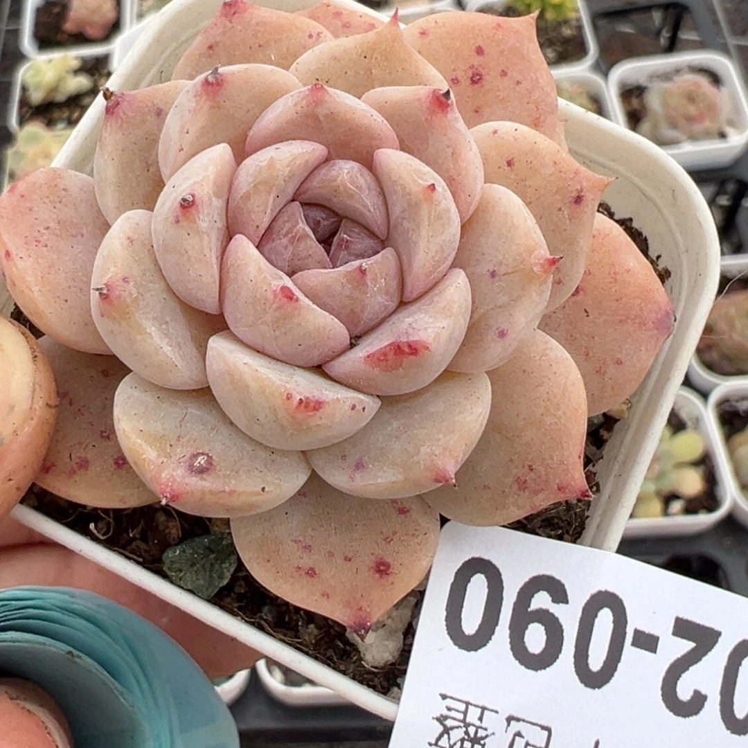 小卡拉米糖心一物一拍2-90