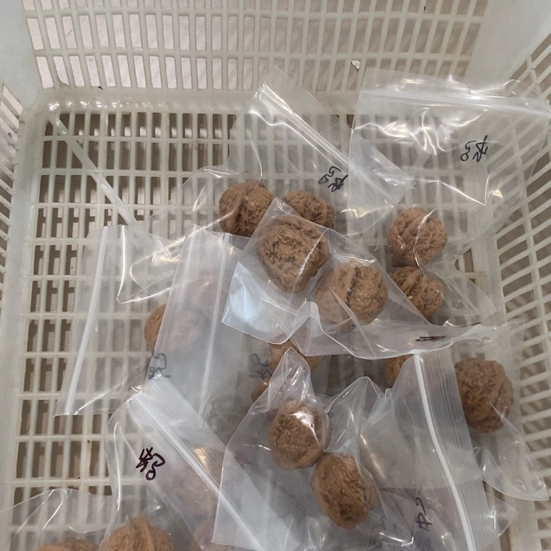 文玩核桃吊坠蚂蚁沟手捻