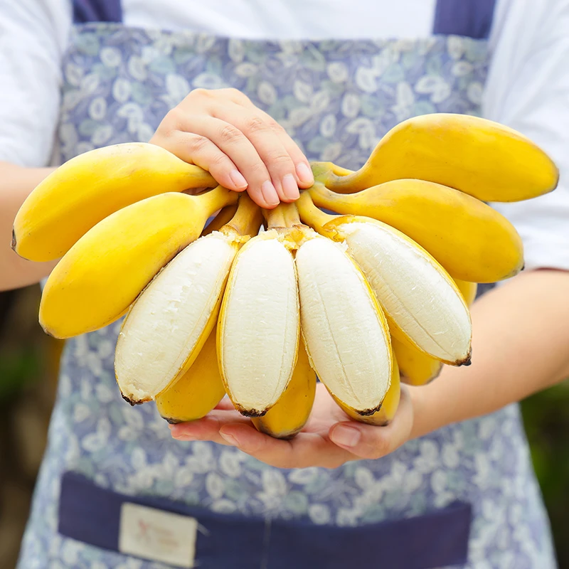 正宗广西高山苹果蕉香蕉新鲜水果整箱当季鲜自然熟小米蕉粉蕉整箱