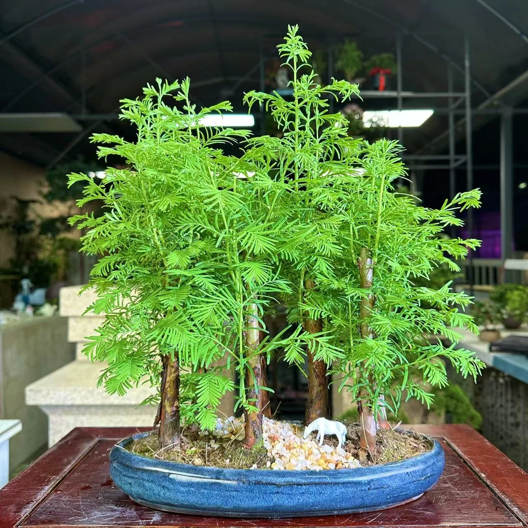 水杉丛林盆景盆栽办公室绿植小植物木本久生植物水养水培微型盆景
