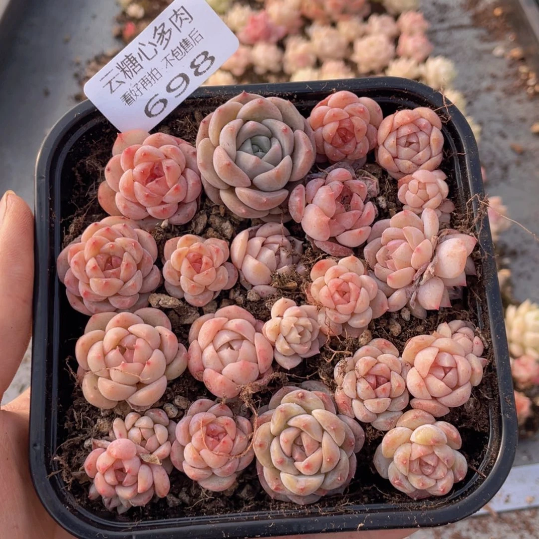 云糖心多肉植物698