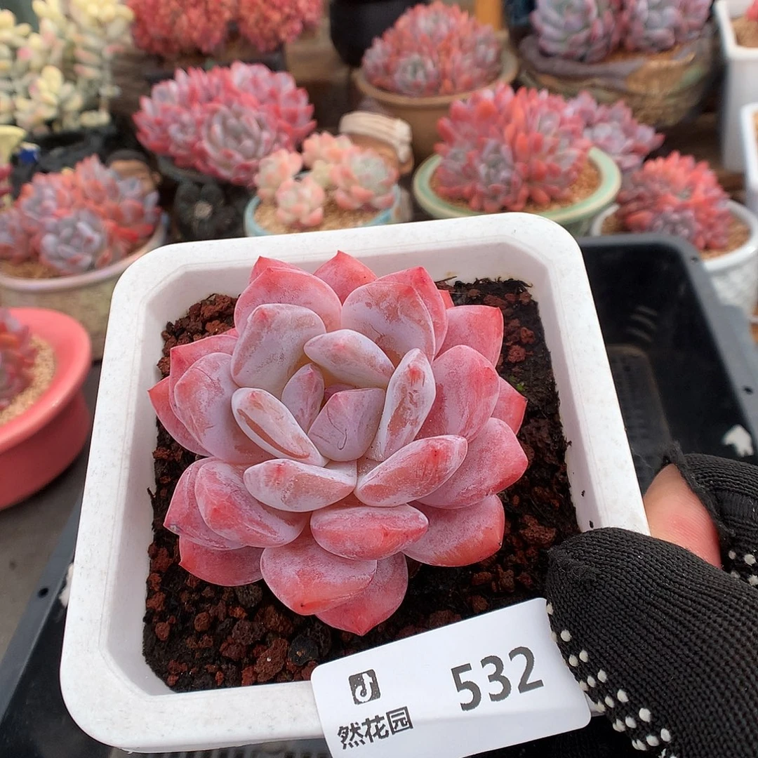 532雪天使多肉植物6666