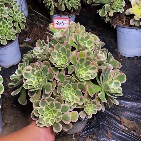 白凤老桩多头法师105号