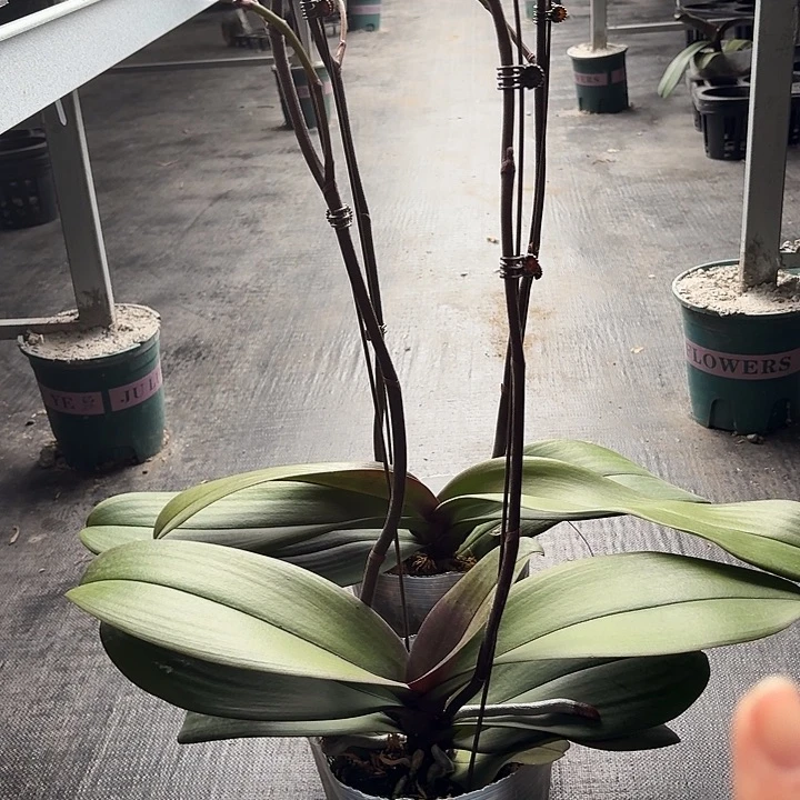 无花朵5寸安娜龙兰1颗一物一拍