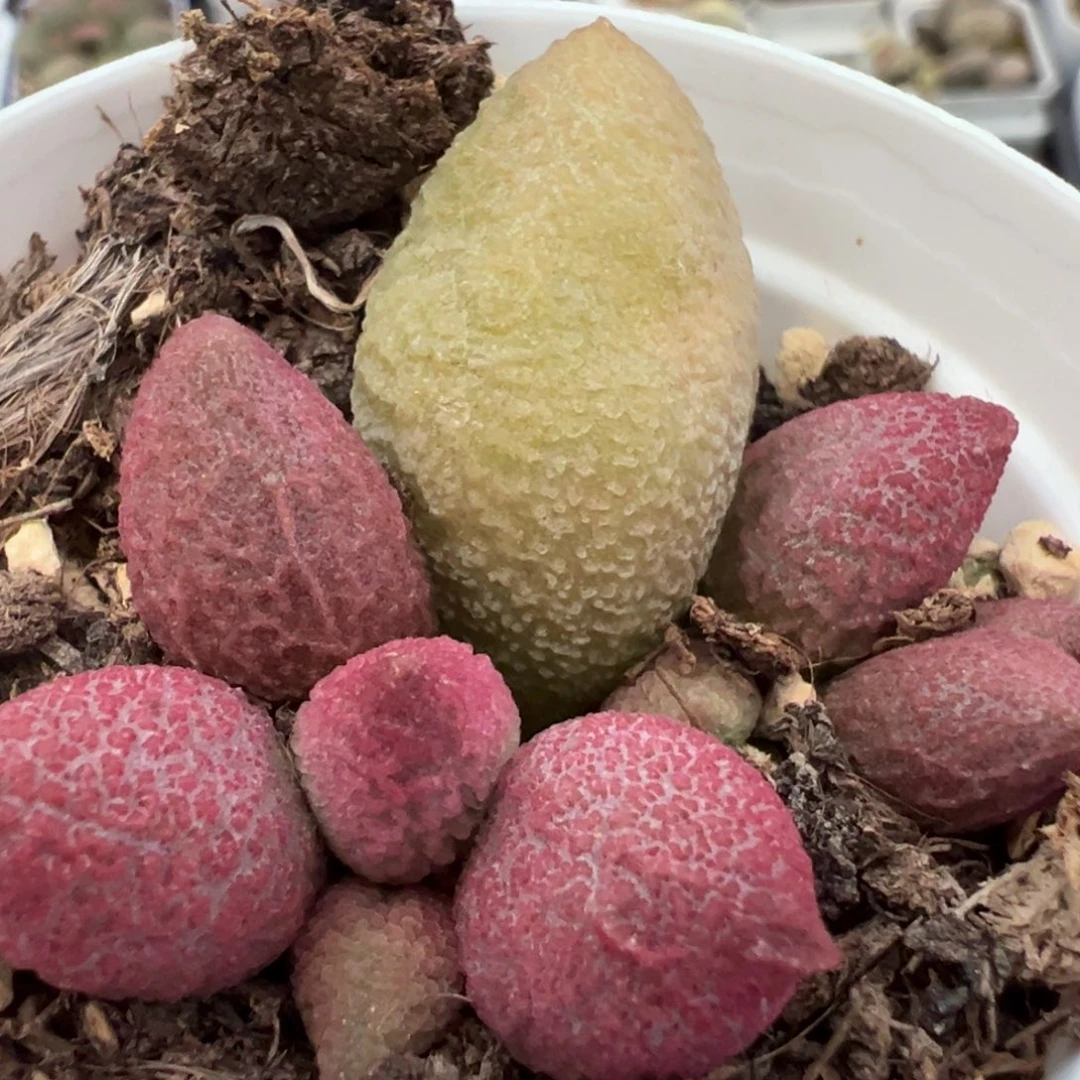 138号腹部系冰晶款多肉植物水泡