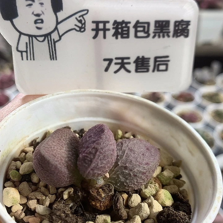 A7113 精品实生专拍