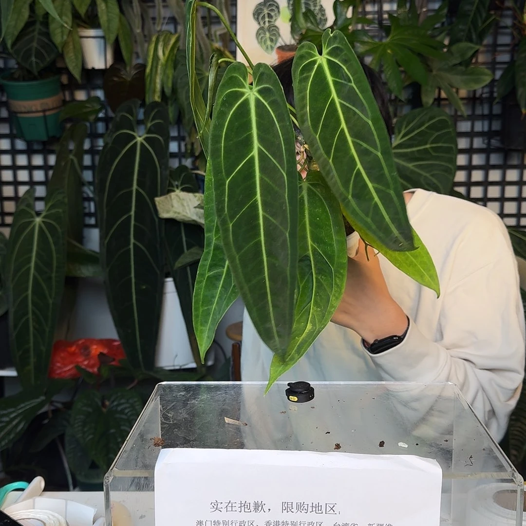 完全开放I185火鹤后