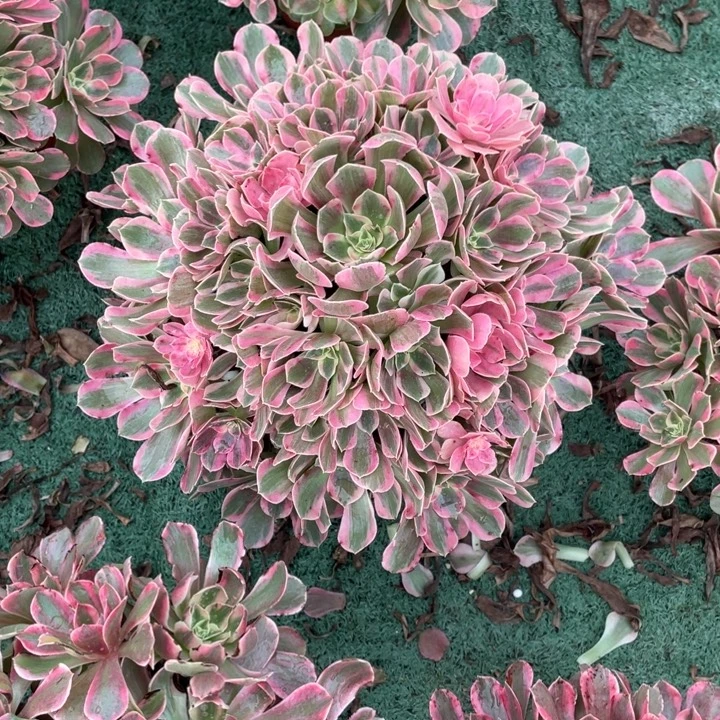 45号精品法师粉女郎