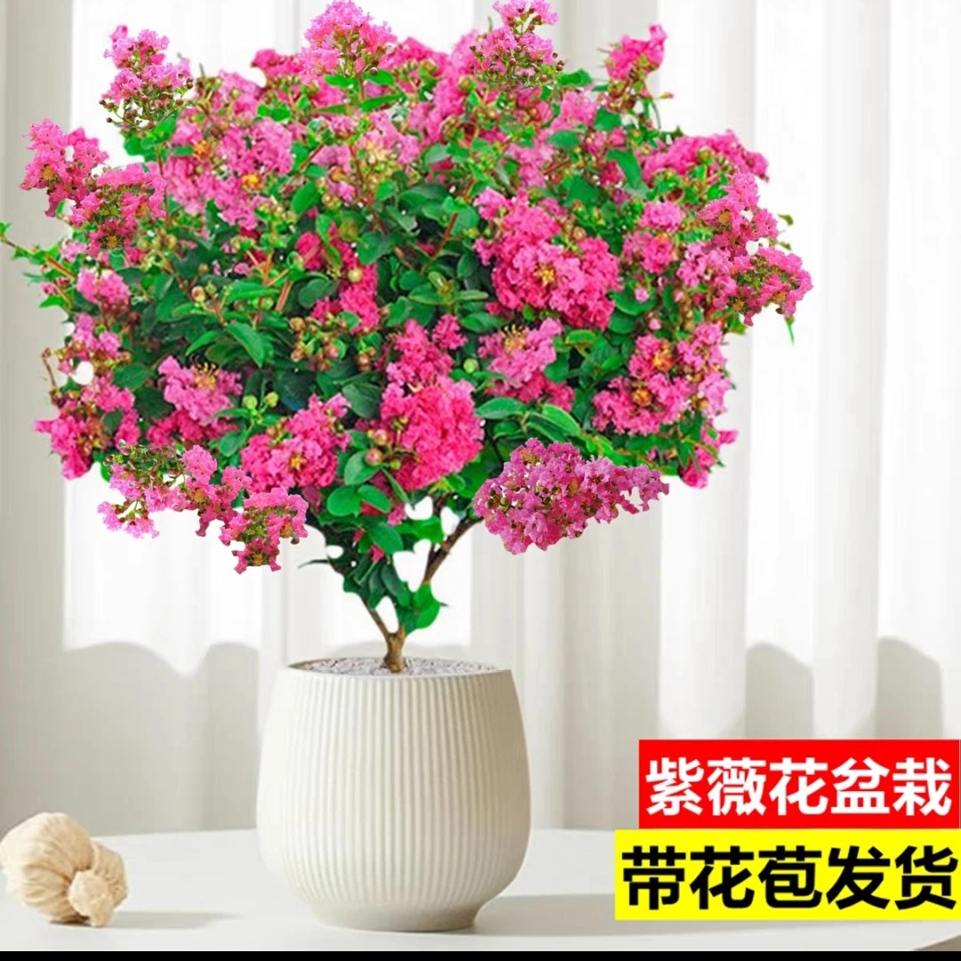 紫薇花盆栽庭院阳台四季好养耐寒耐高温花卉原盆原土发货