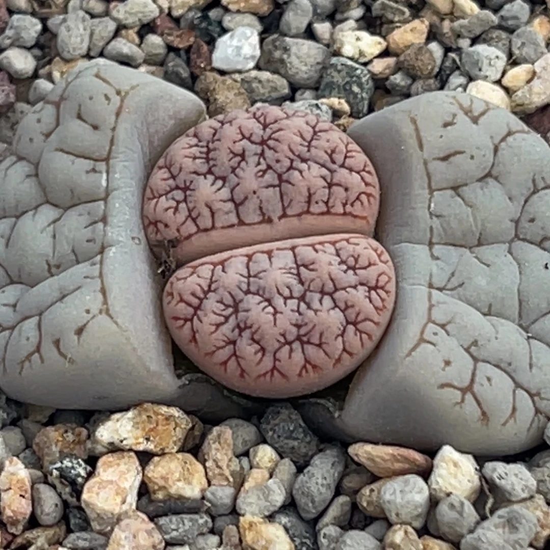 8648蜜纹睫毛261一颗