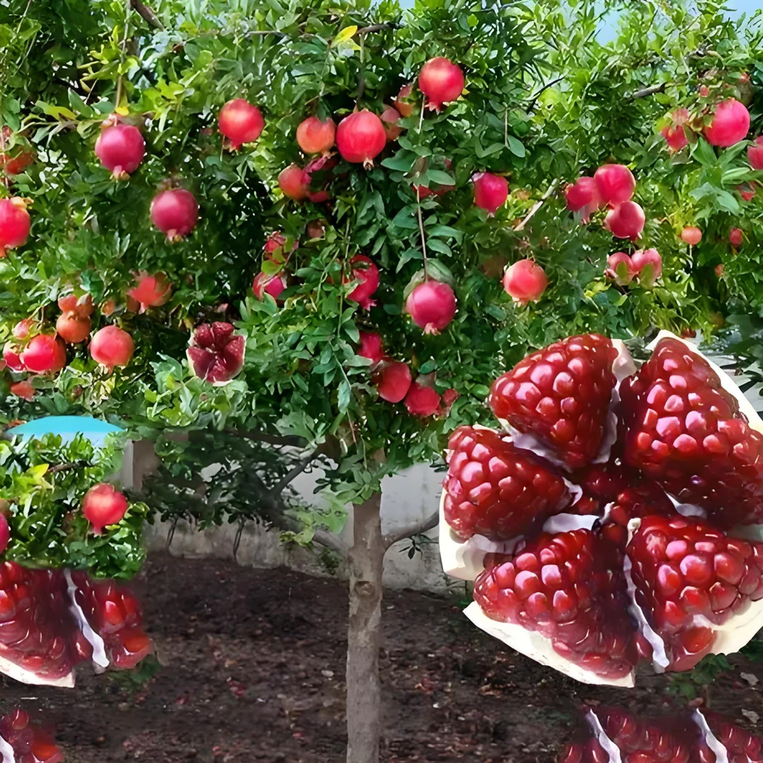 正宗蒙阳红大甜石榴原盆原土