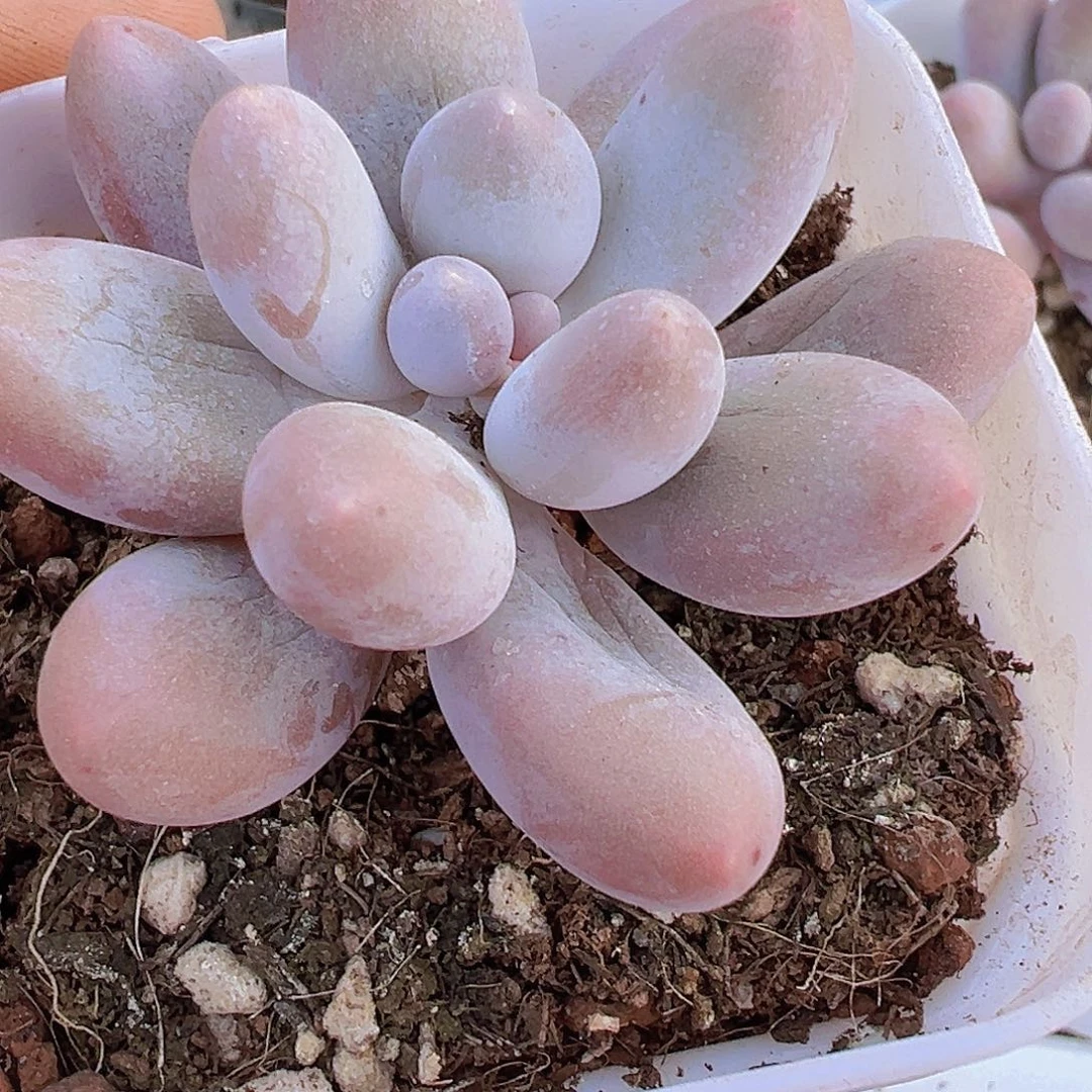 粉汤圆19包邮多肉