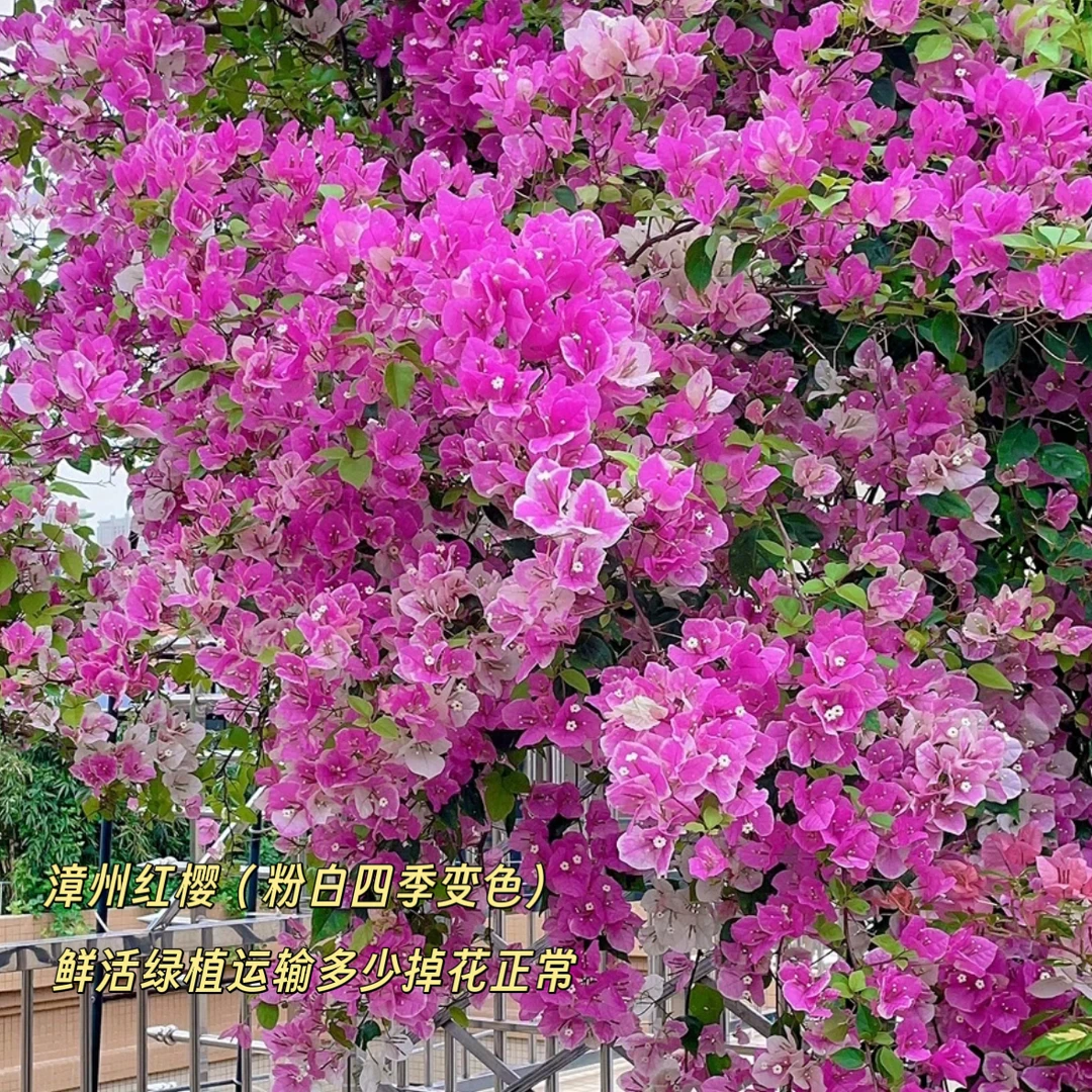 大百变红樱·粉白四季变色爬藤网红三角梅