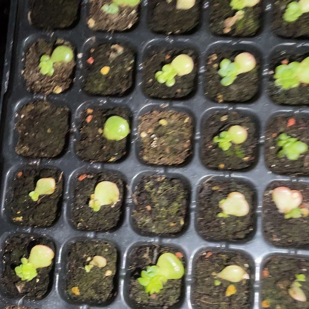 P26 芝麻穴一个满25包邮
