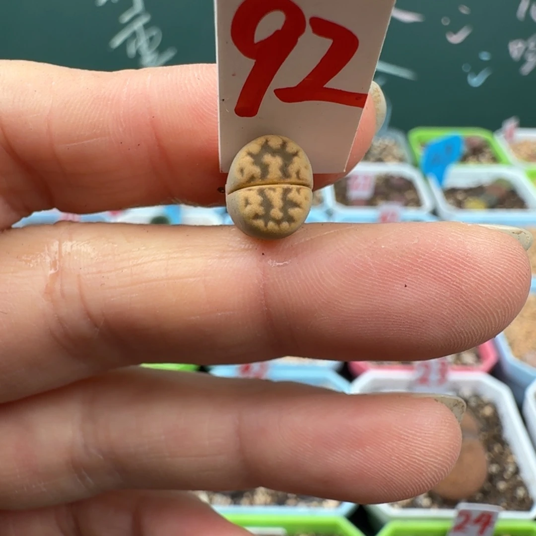 特价琥珀脱土  92