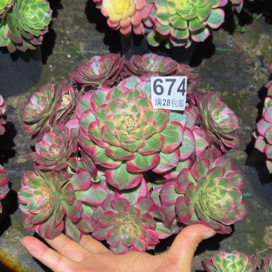 多肉植物674赤子我