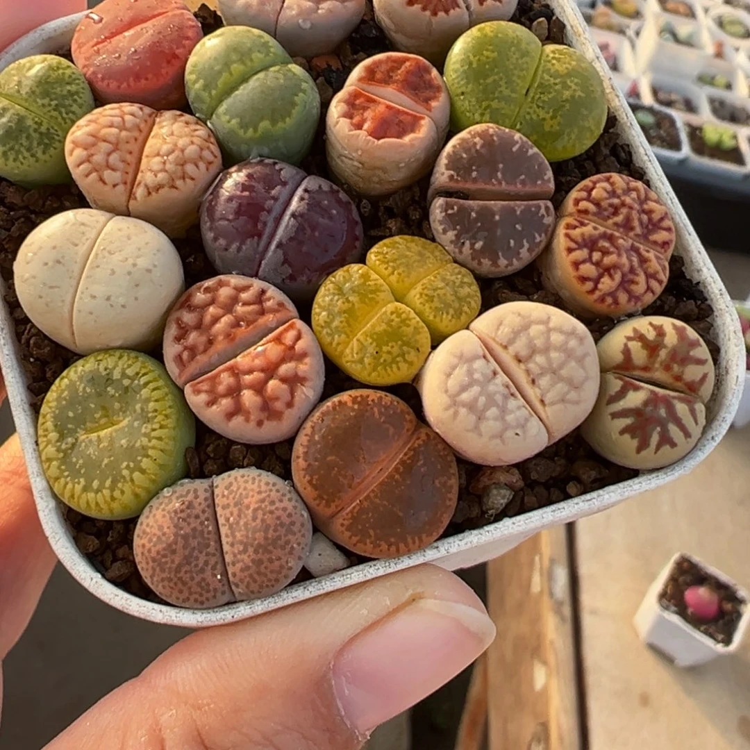 012多肉植物种类多样