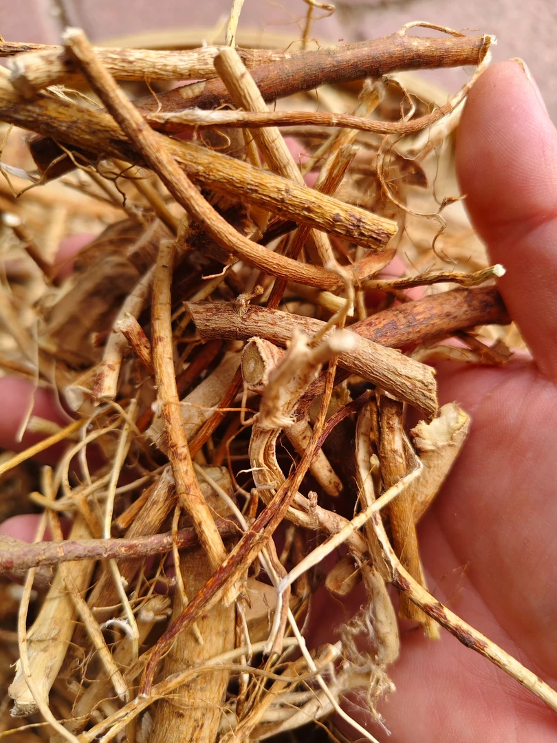 粤北连山野生五指毛桃