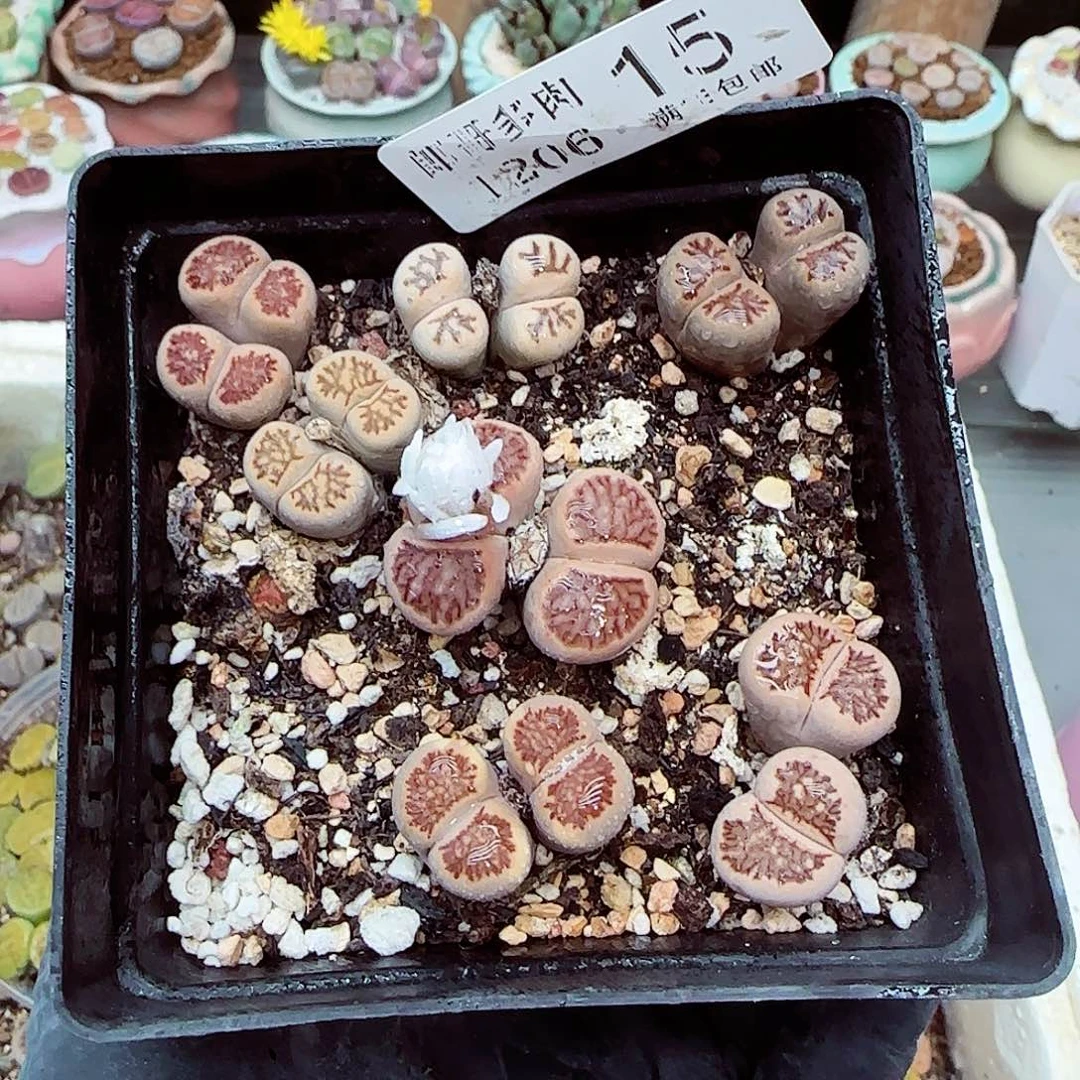 生石花满18包邮1206-15
