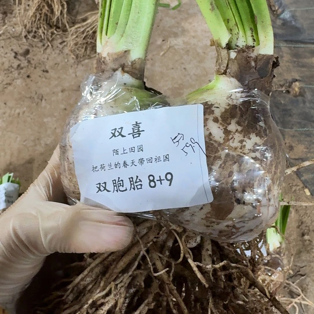 双喜双胞胎8+9发发发发
