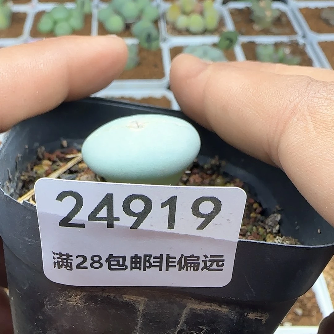 ?*霉脱土发货28包邮24919