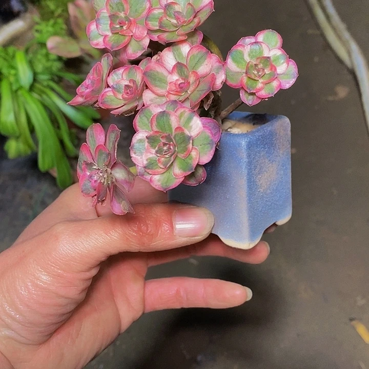 多肉植物保护研究所