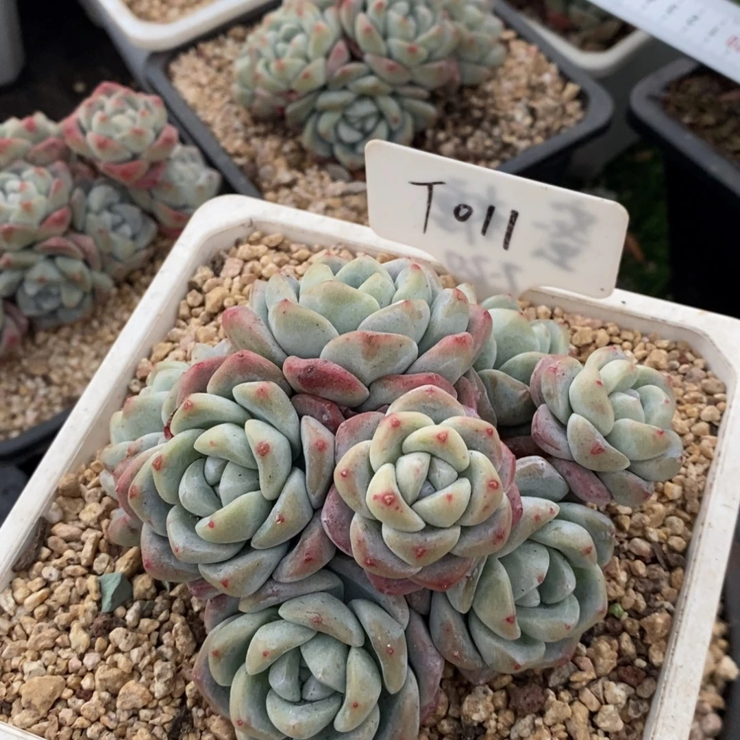 漂**?011号群生冰玉，123456794