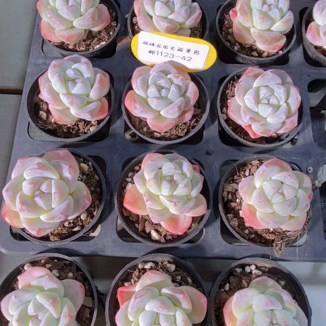 1123-42-精品白底珍妮冰玉单头两个