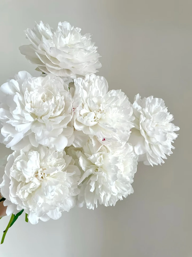 现货（杨妃出浴）芍药重瓣牡丹鲜花 菏泽基地直发 现采现发