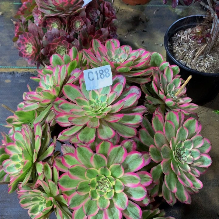 小*娃粉霞1880000000000