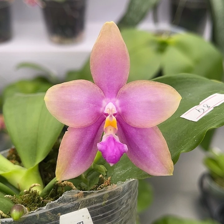 完全开放2.5寸杯雅风超级捷豹交爪哇