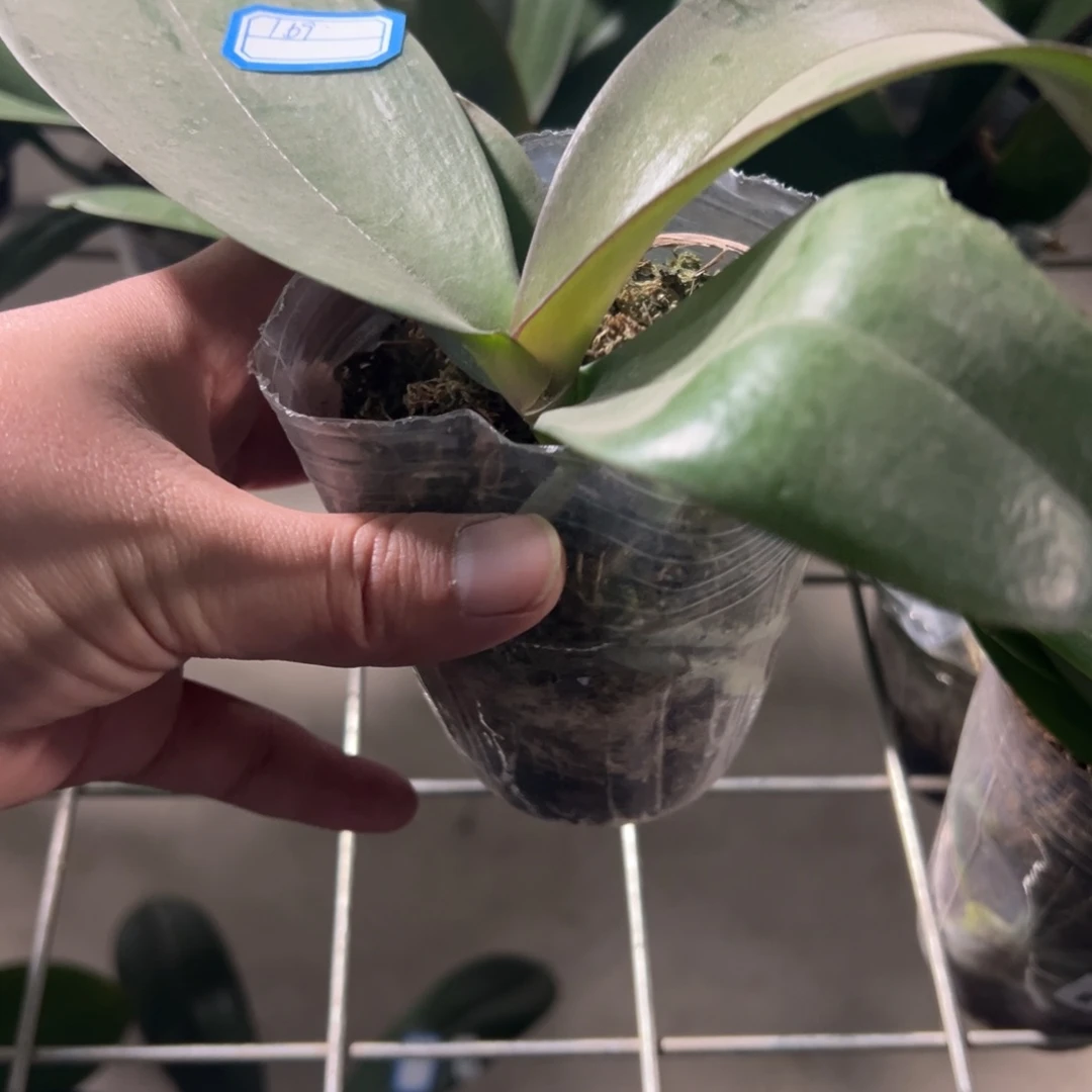 当前无花栽培后可以开花169处理破损苗哈根达斯无售后，凑单发货