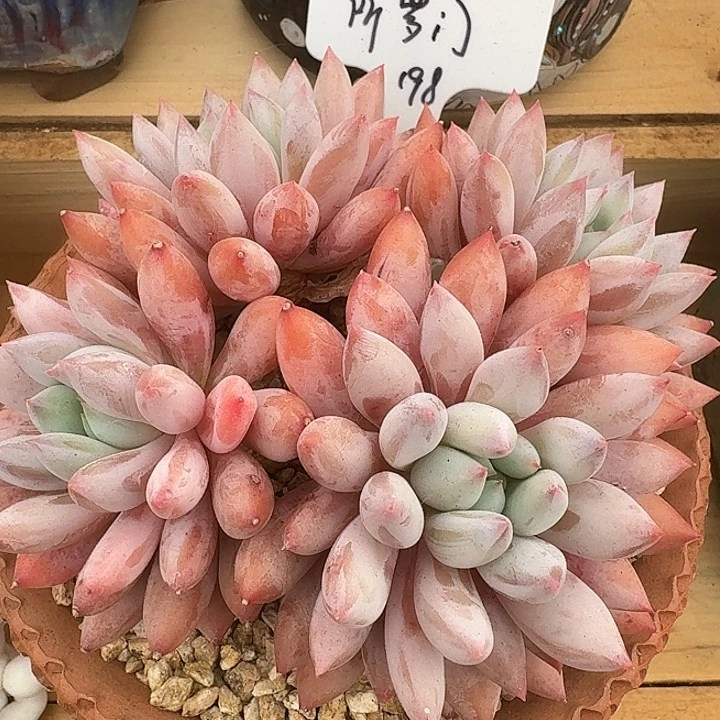 无花朵所罗门一物一拍