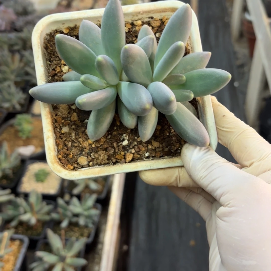 1204多肉植物胖体烟花双头