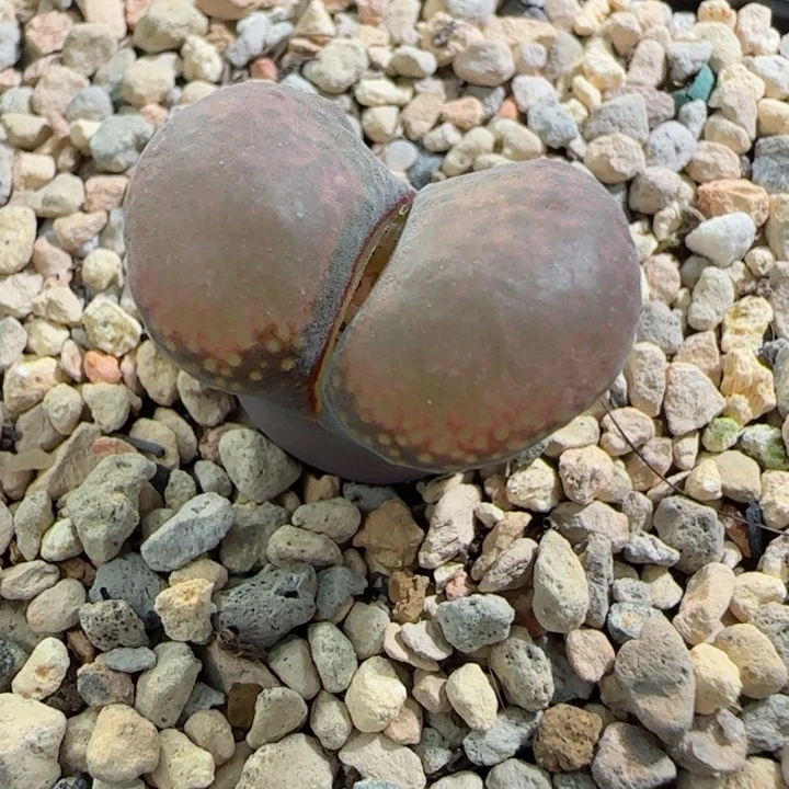 10.21双十一多肉植物特特63号