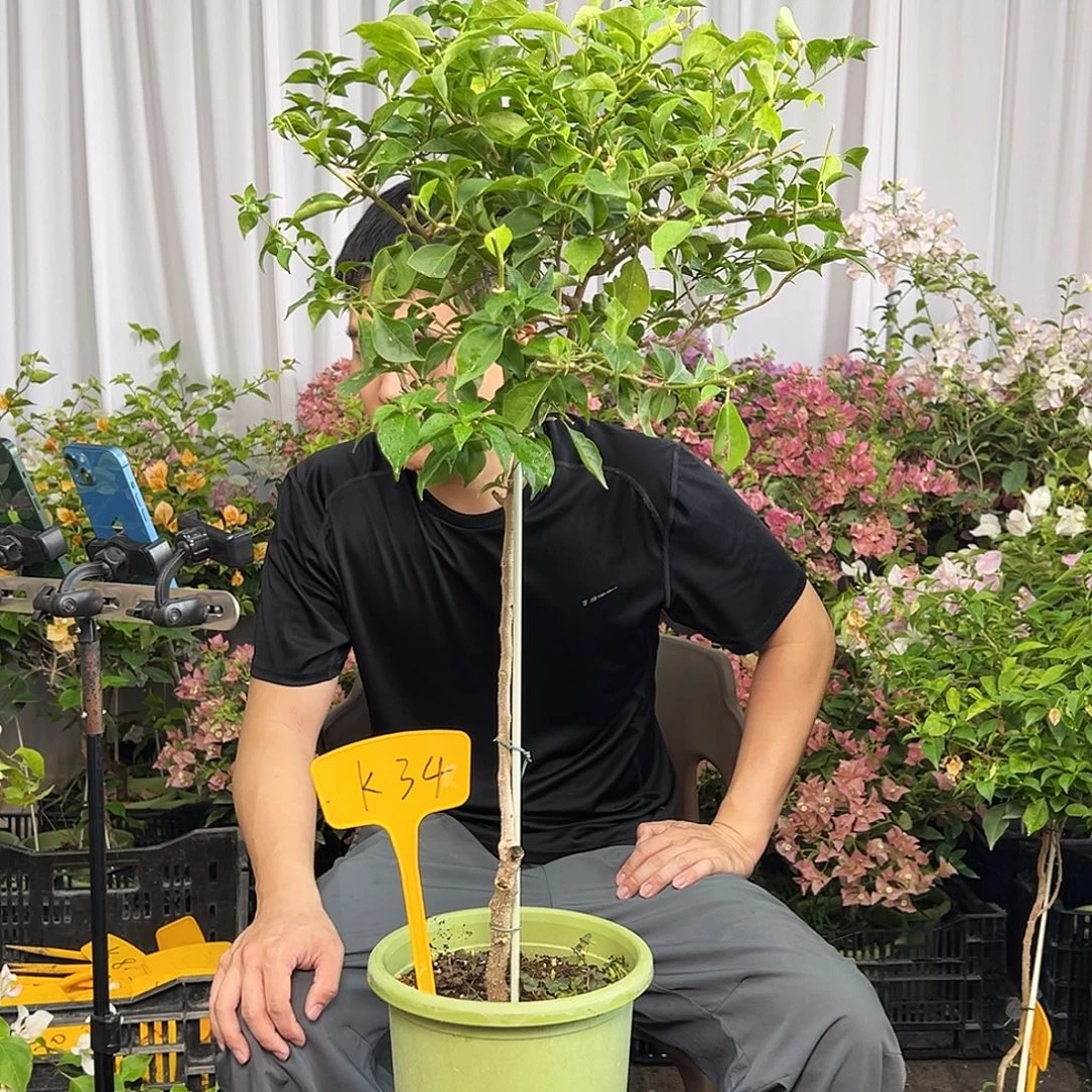 当前无花栽培后可以开花K34魔法樱花